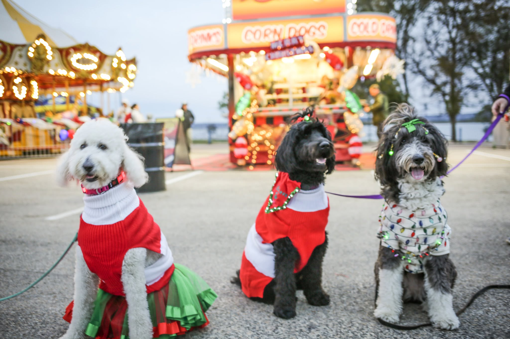 Three dogs dressed in festive holiday sweaters sitting on pavement near a brightly lit carnival stand at dusk.