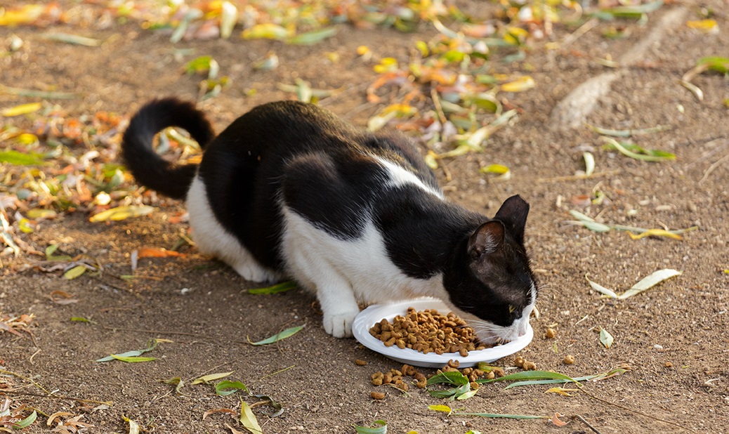 Stray Cat Eating Food