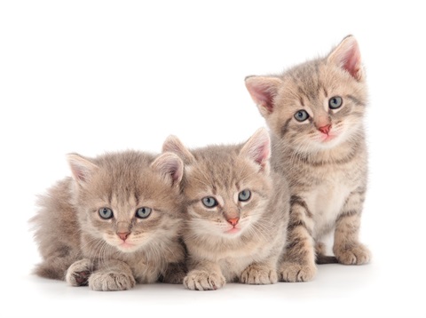 Three-Baby-Kittens