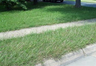 High Grass - Grass Code Violation