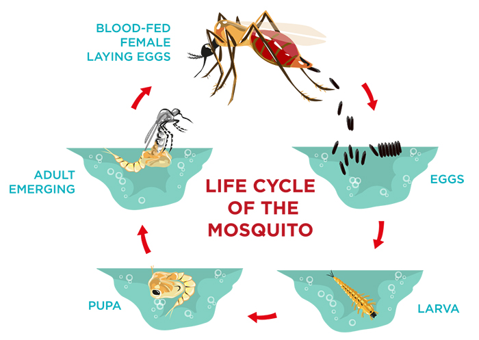 Life cycle of mosquito