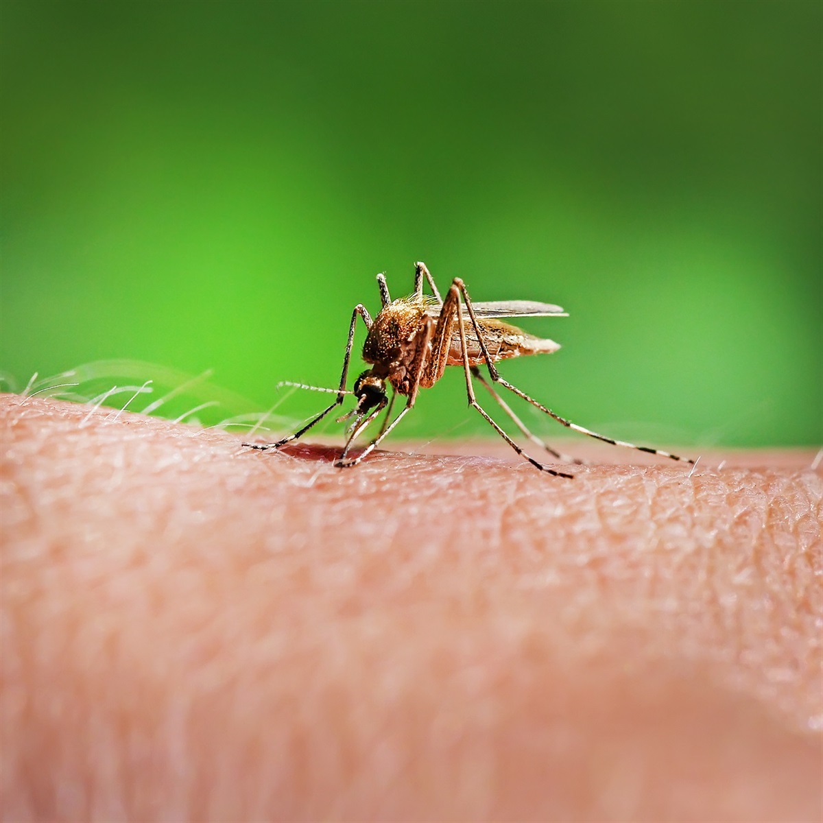 Mosquito Control: Fight the Bite City of Grand Prairie