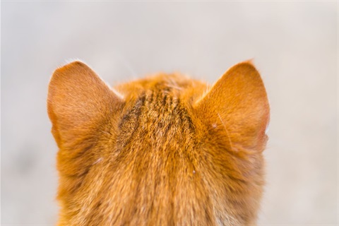 cat with tipped ear