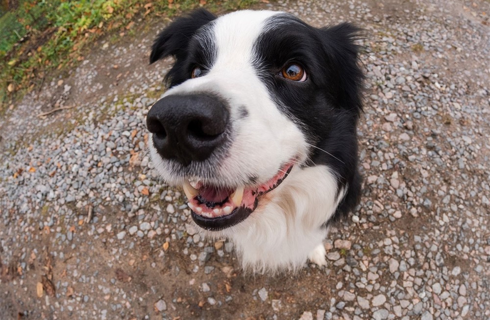 Dog sitting and looking at the camera with its mouth open