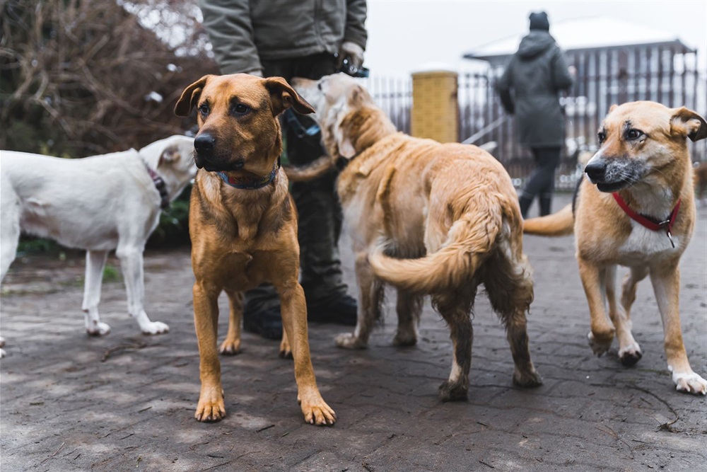 Four dogs standing near a person on the street