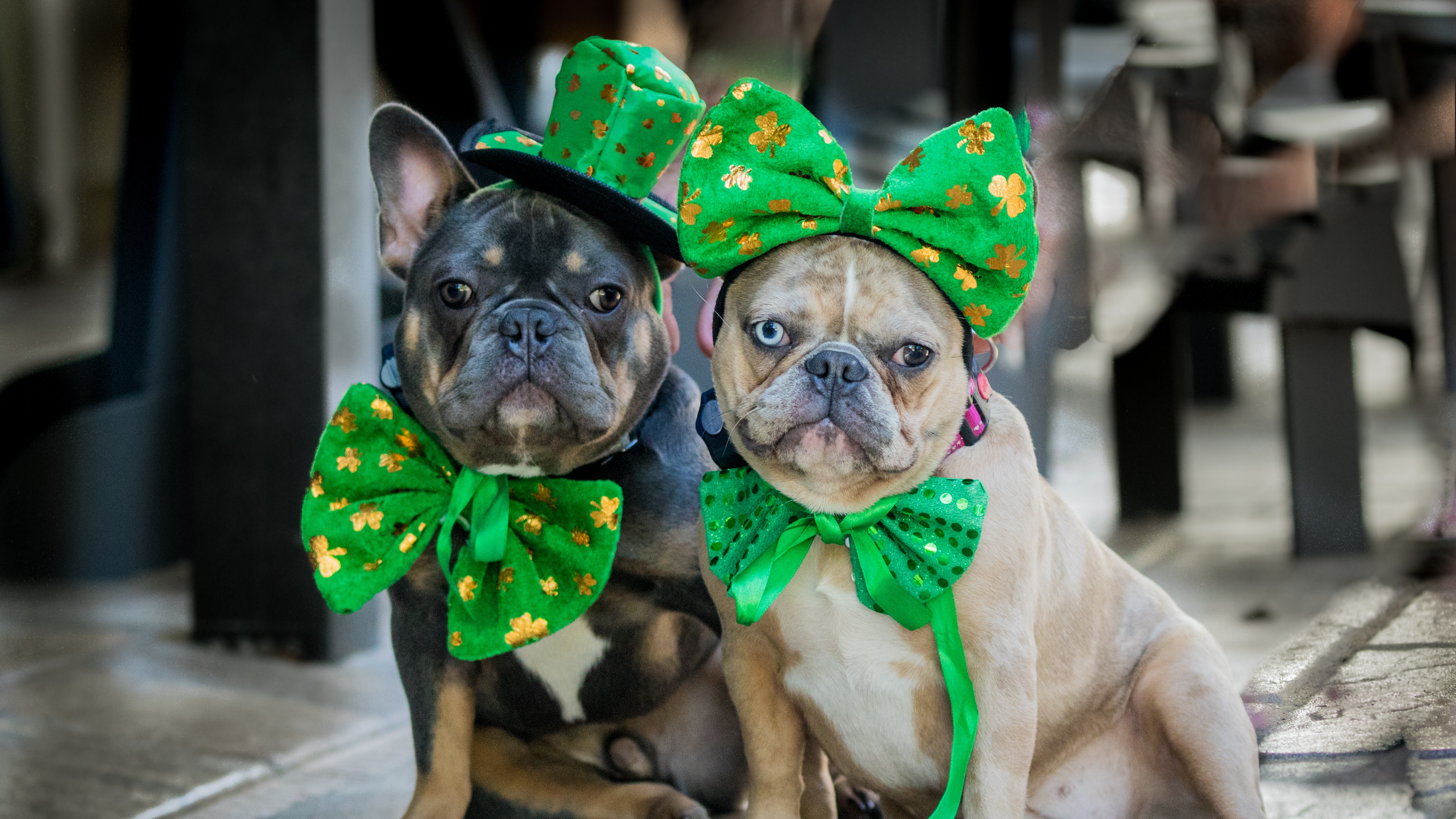 st patts dogs