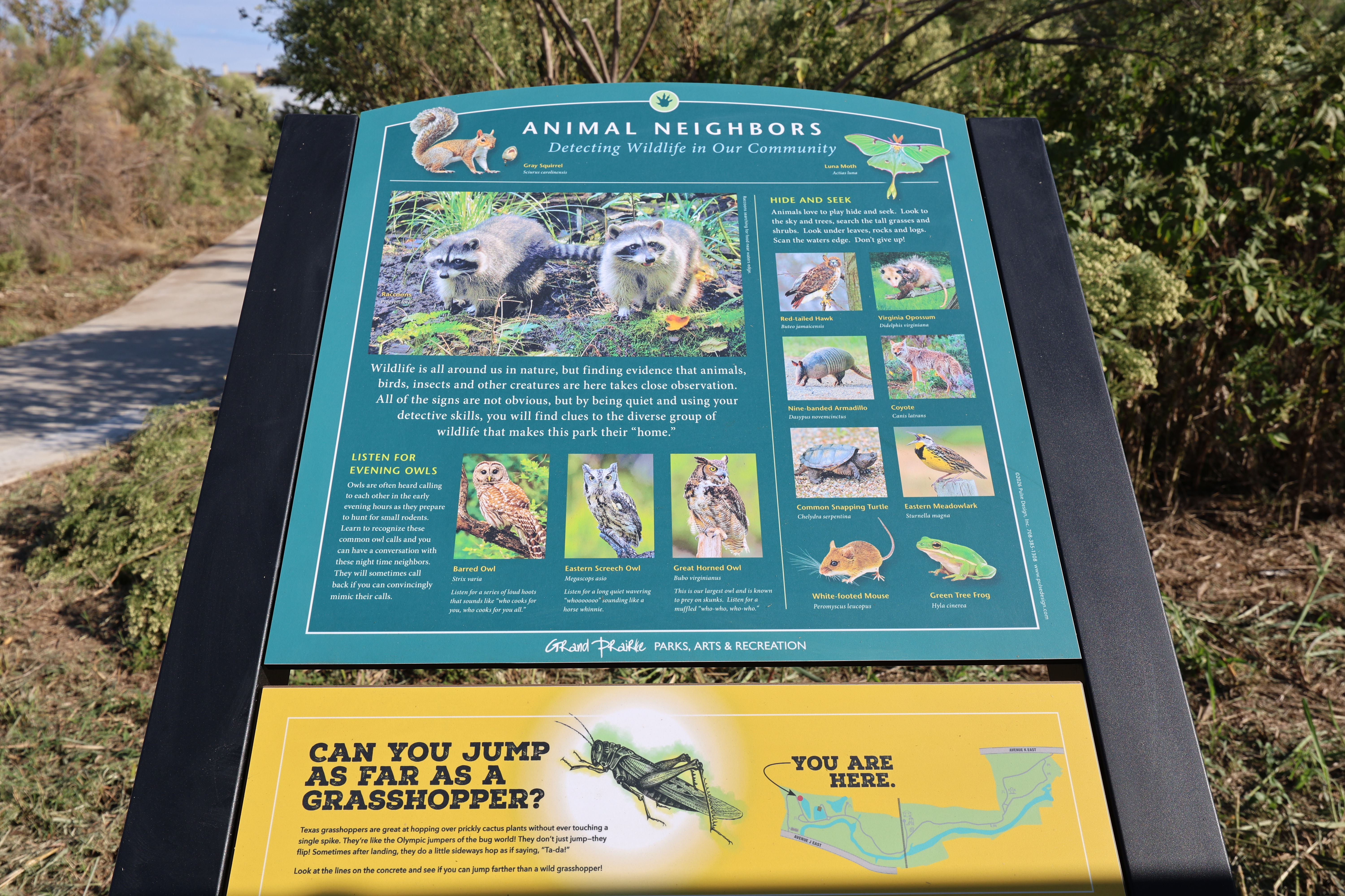 An educational sign along a paved trail in a natural area features photos and information about local wildlife, including raccoons, owls, hawks, armadillos, turtles, coyotes, mice and frogs. A yellow panel below includes a grasshopper activity and a map showing the visitor's location. Trees and dense vegetation surround the trail.