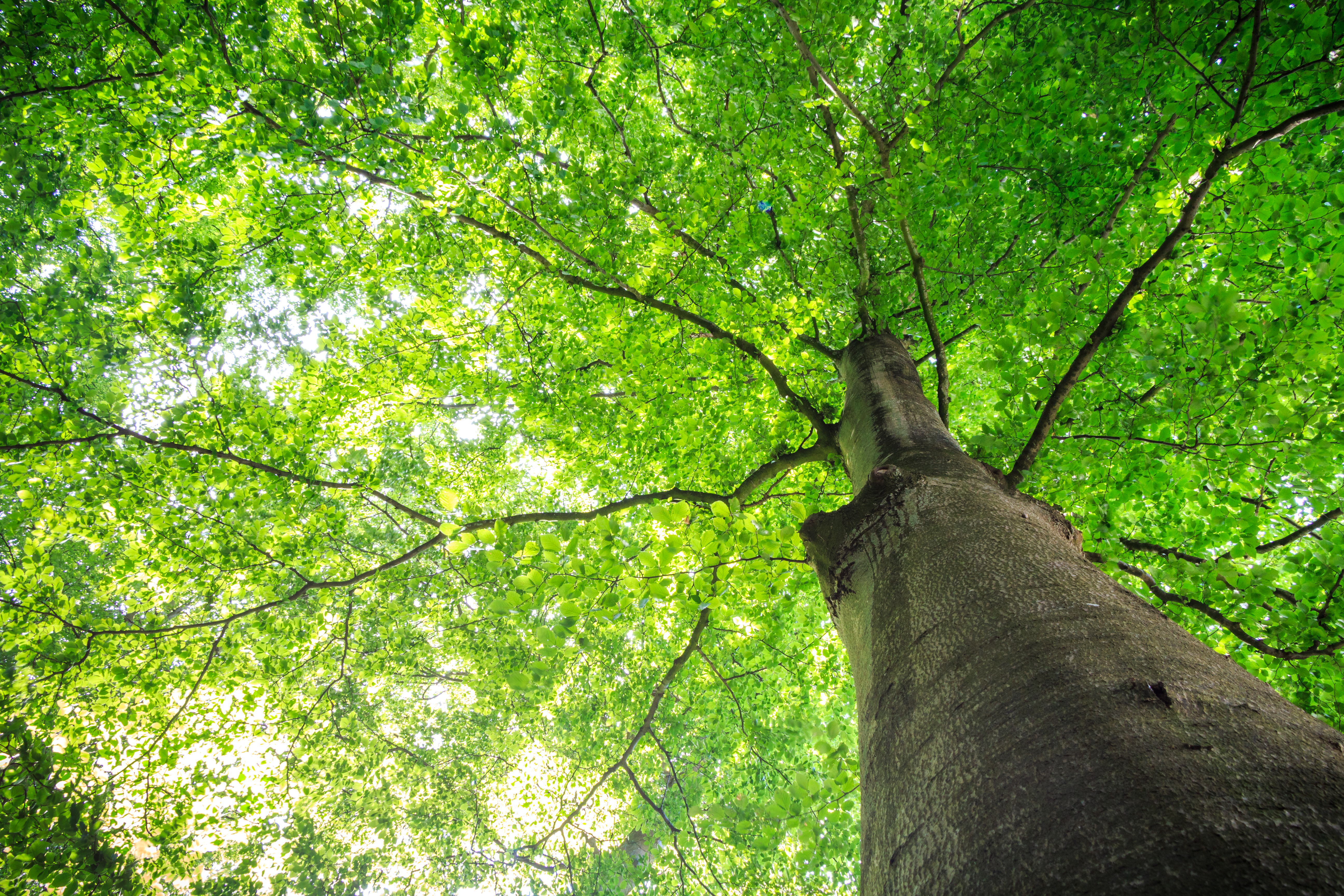 bigstock-Summer-Tree-With-Green-Leaves--126033995.jpg