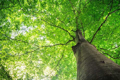 bigstock-Summer-Tree-With-Green-Leaves--126033995.jpg