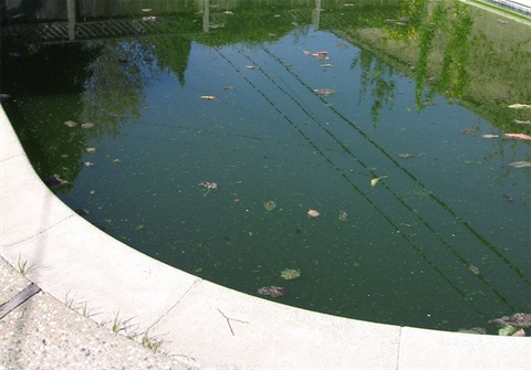 A stagnant pool could be a breeding ground for mosquitoes