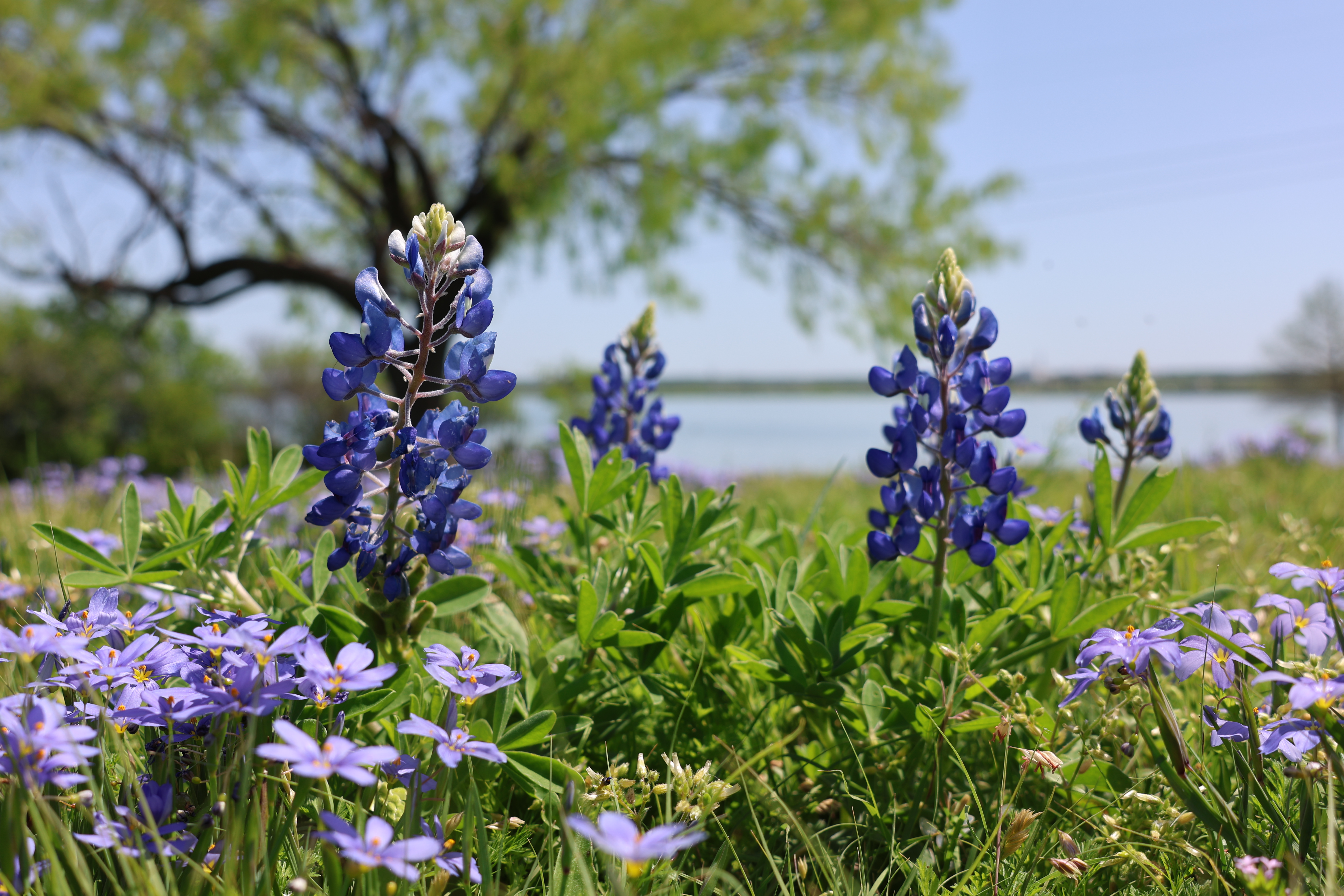 Bluebonnet Grand Prairie