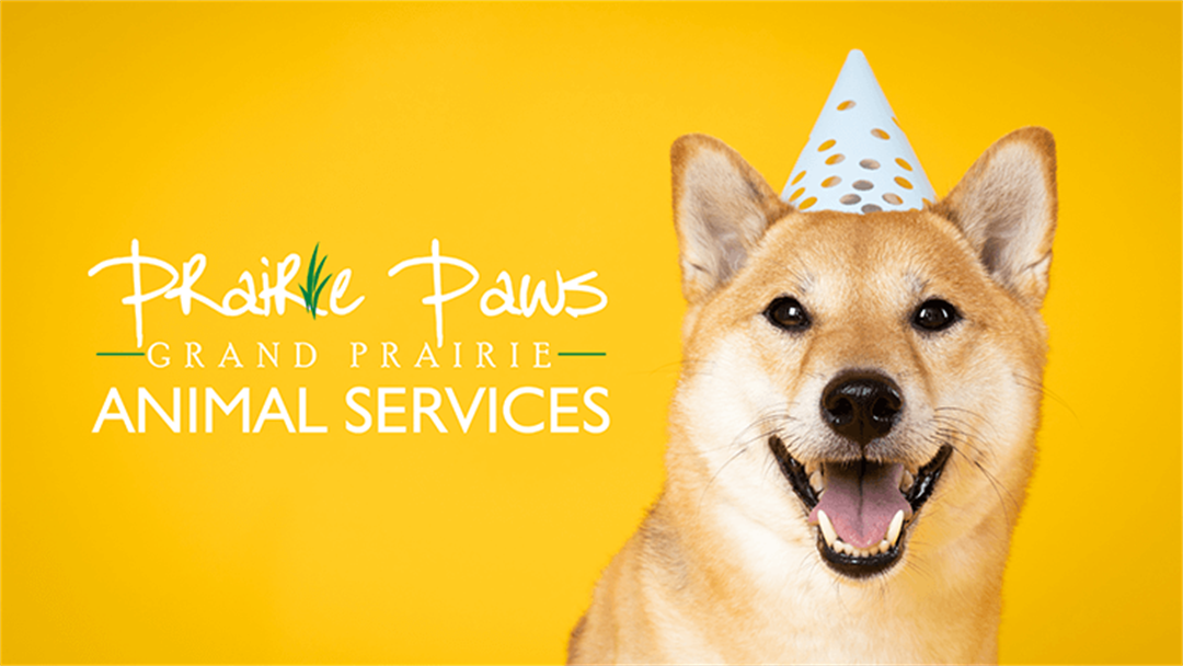 Grand Prairie Animal Service's Birthday Bash City of Grand Prairie
