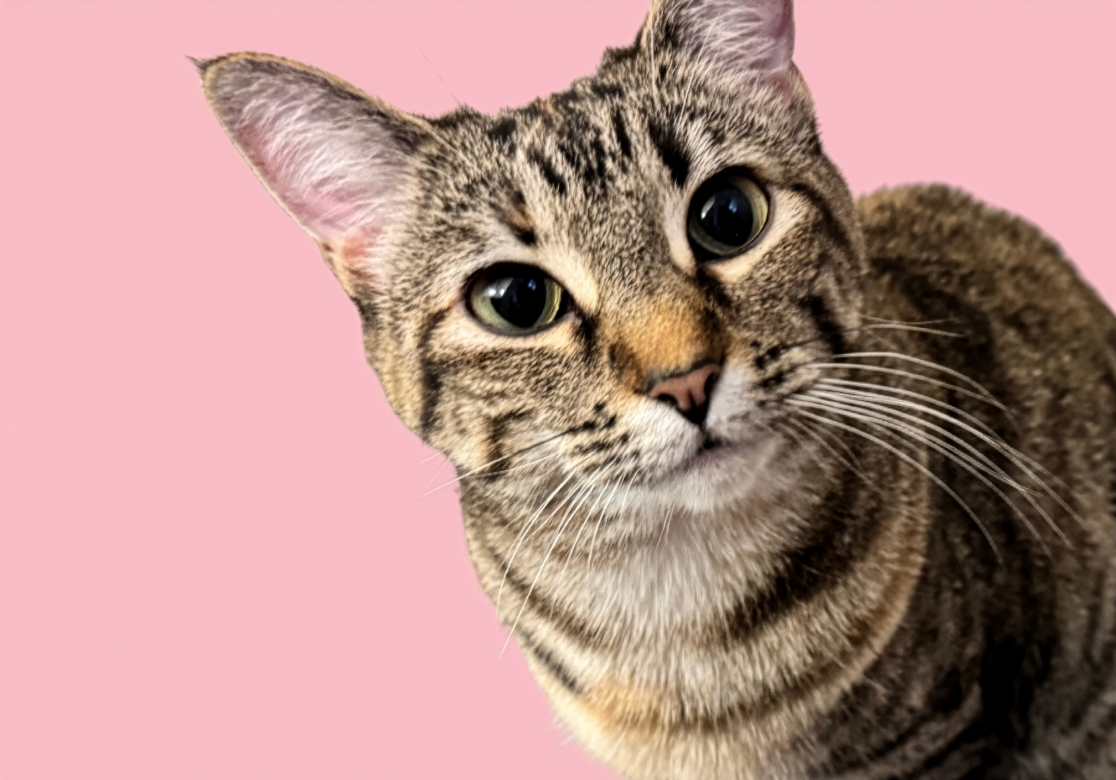 Cat named Cappuccino
