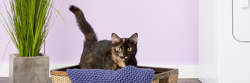 Black cat in a basket in the laundry room