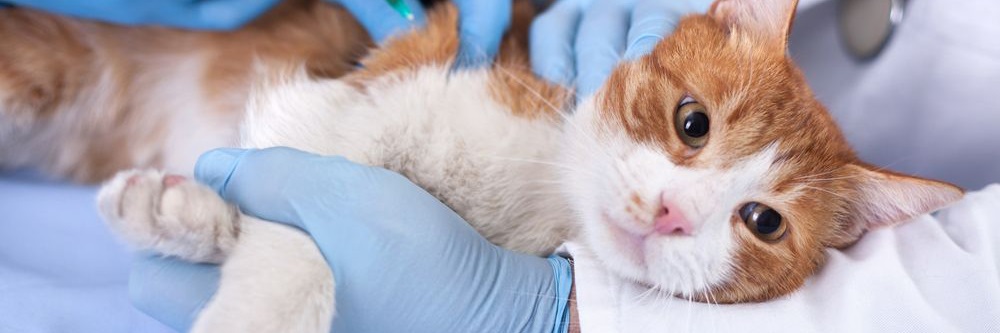 Cat being held by a veterinarian