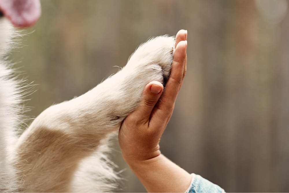 A child is holding their hand against a dog's paw, like a high five