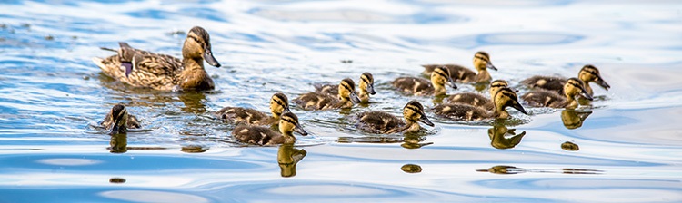 Ducks swimming with ducklings