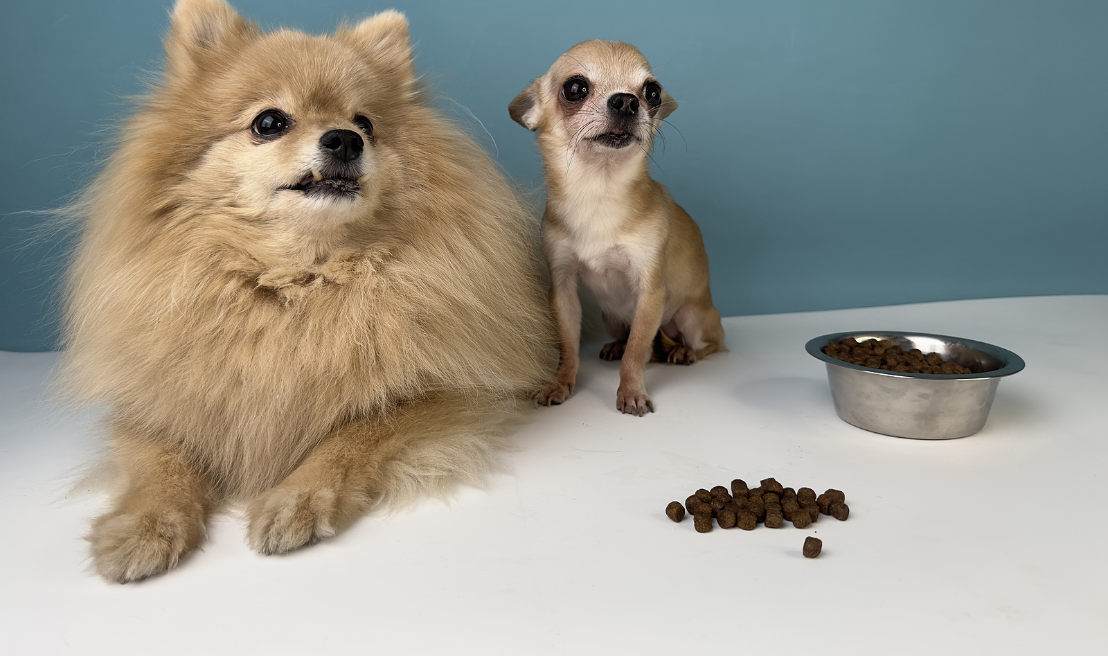 Two dogs sitting next to each other. A bowl of dog food sits off to the side, and some of the food is on the floor with the dogs.