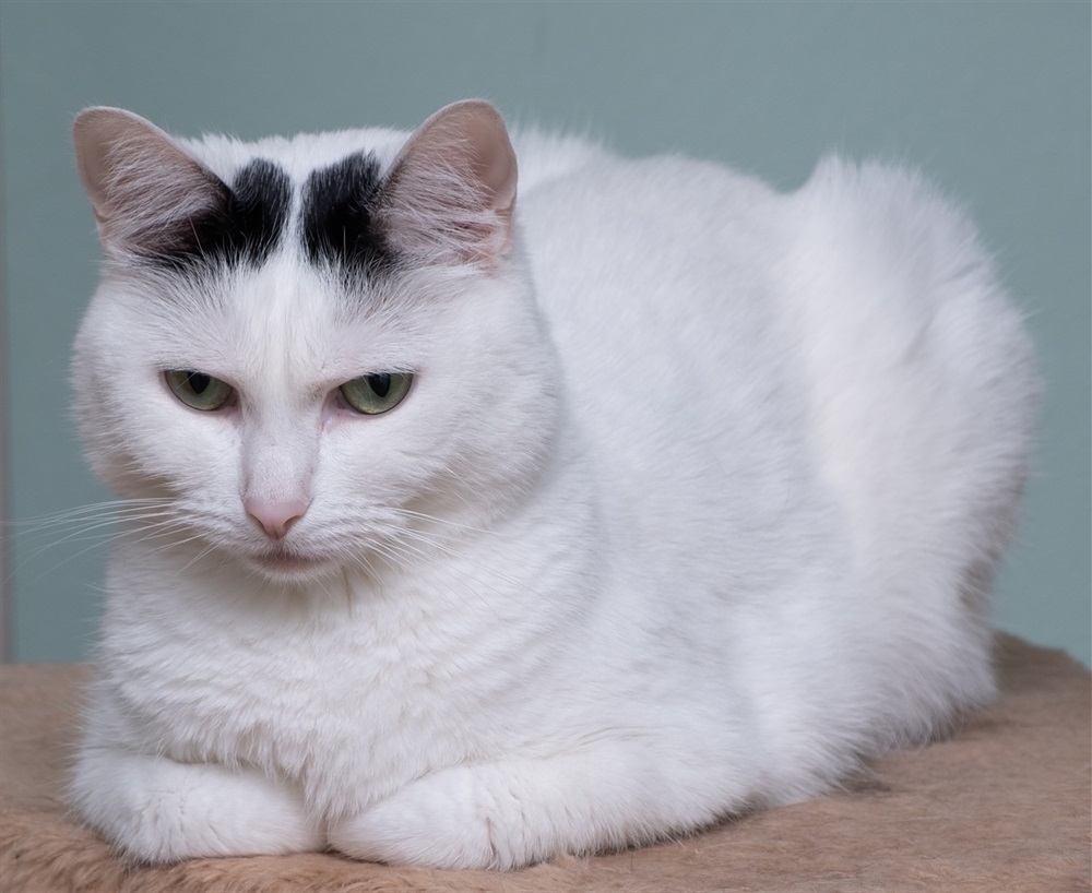 White cat with black spots lying down