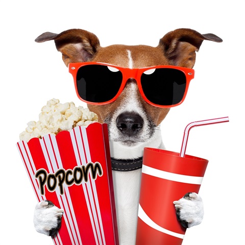 Dog wearing sunglasses while holding popcorn and a drink